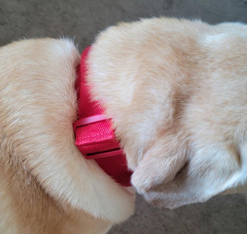Easy to adjust to your dogs neck and stays in place.