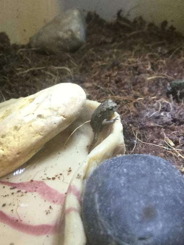 Frog in water bowl