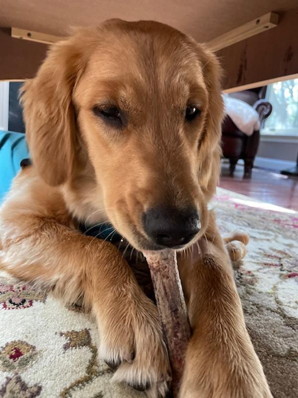 Lovin a Good Chew under the coffee table!