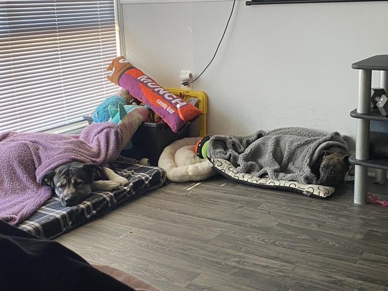 Nova on the left, Nugget on the right