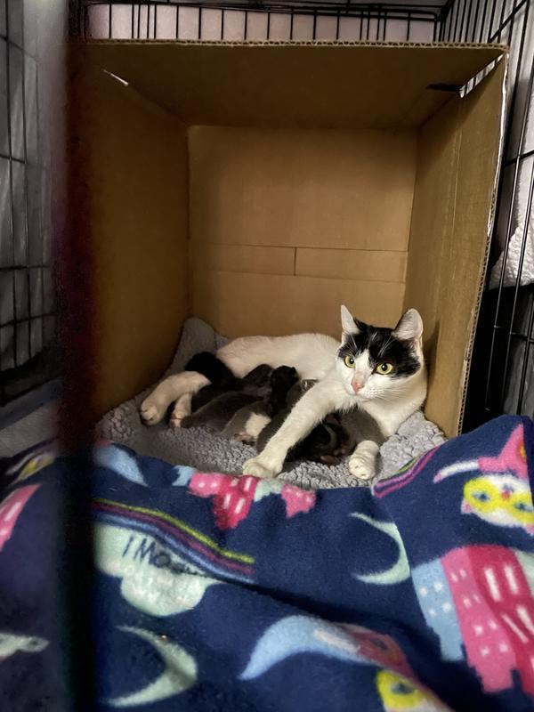 Nursing Mama & Kittens