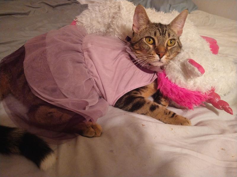 Francis kitty posing in ruffled tulle dress