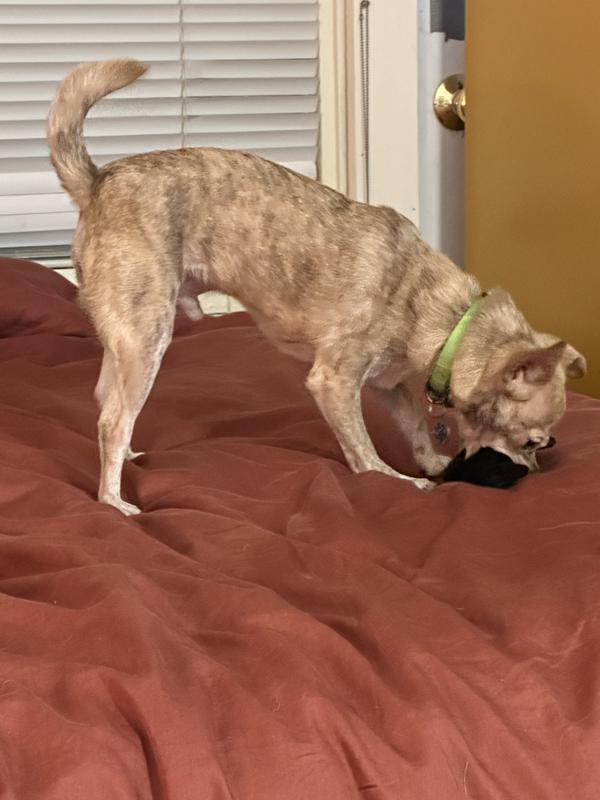 Photo - commentaire 8.