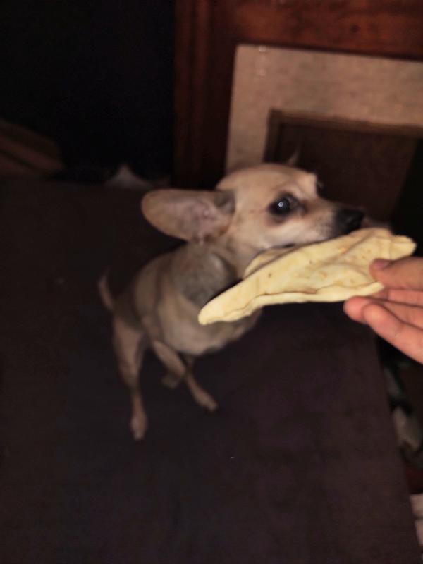 Dog standing for ear
