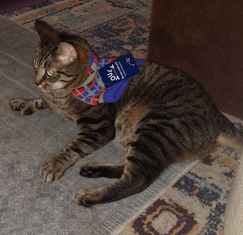 Too small for my cat 🐈😺