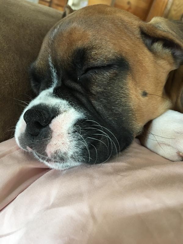 dreaming of duck feet