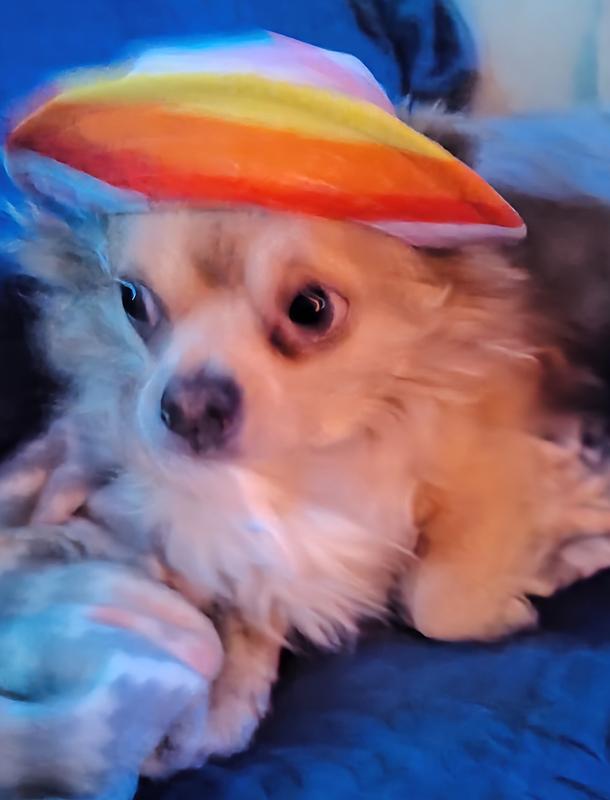 A.J. wants to wear Frankie's hat too!