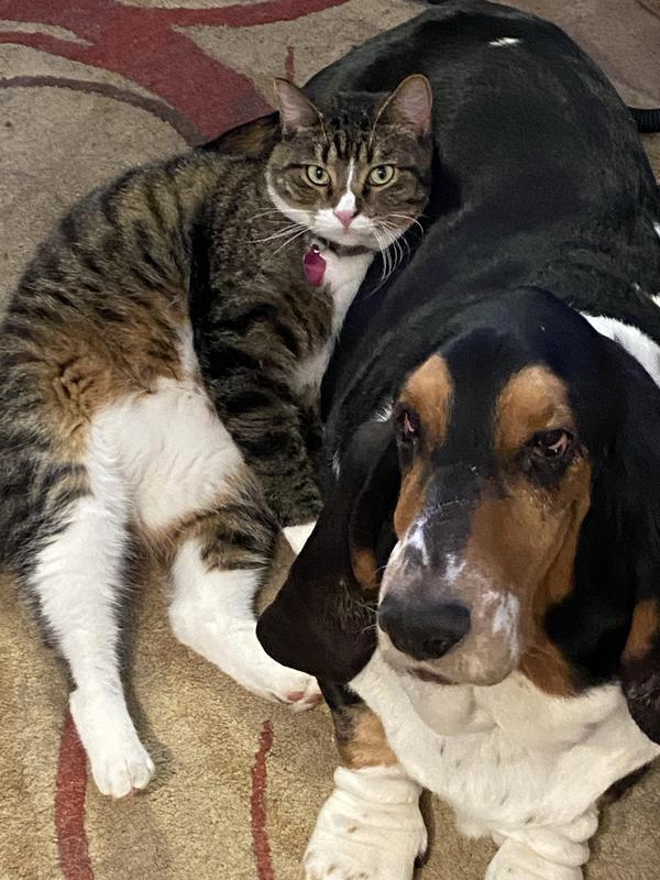 The dog who needs the poop bags