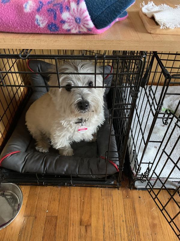 My nervous Westie.