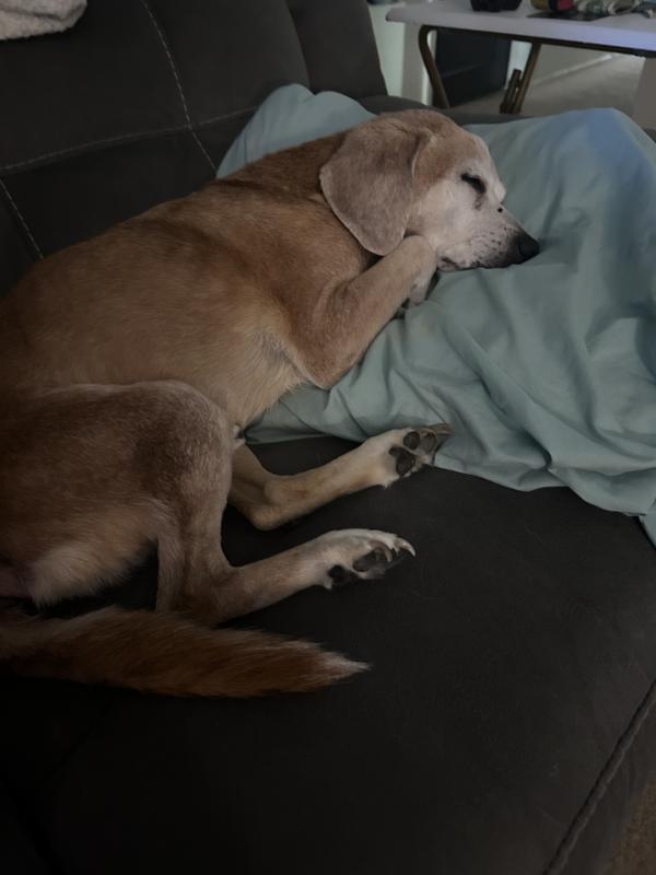 Nice and relaxed after his bath