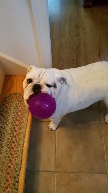 Rocco's favorite toy!