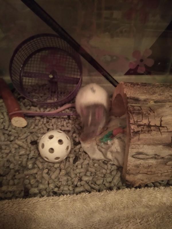 My pet rat with pellets