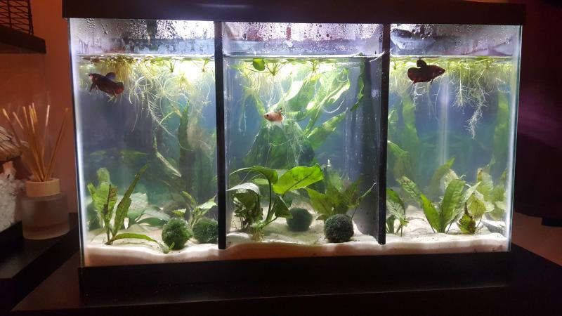 Gives the tank more depth, looks like there's more plants than there actually are! Boys aren't bothered by it!