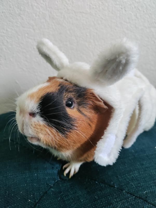 Super cute costume just too small for an adult guinea pig