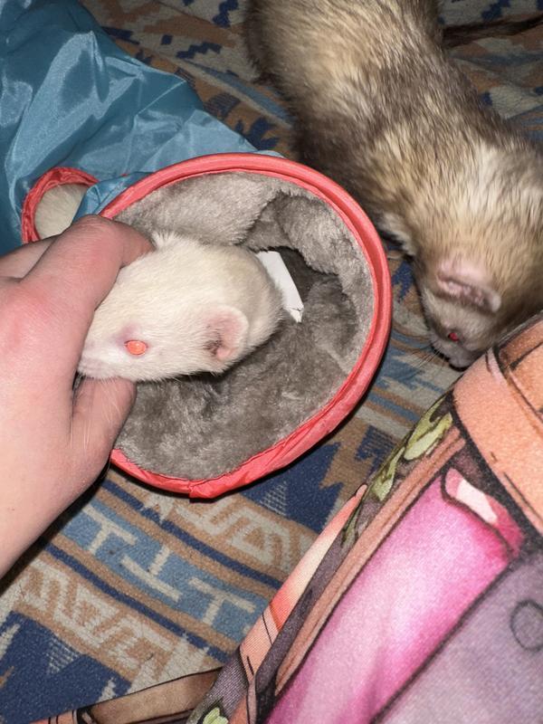 The more reserved one checks it out when her sister decides to stop hogging it 😂