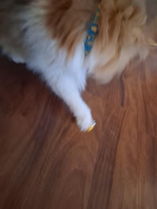 Wearing her collar without the bells, she enjoys playing with the bells instead