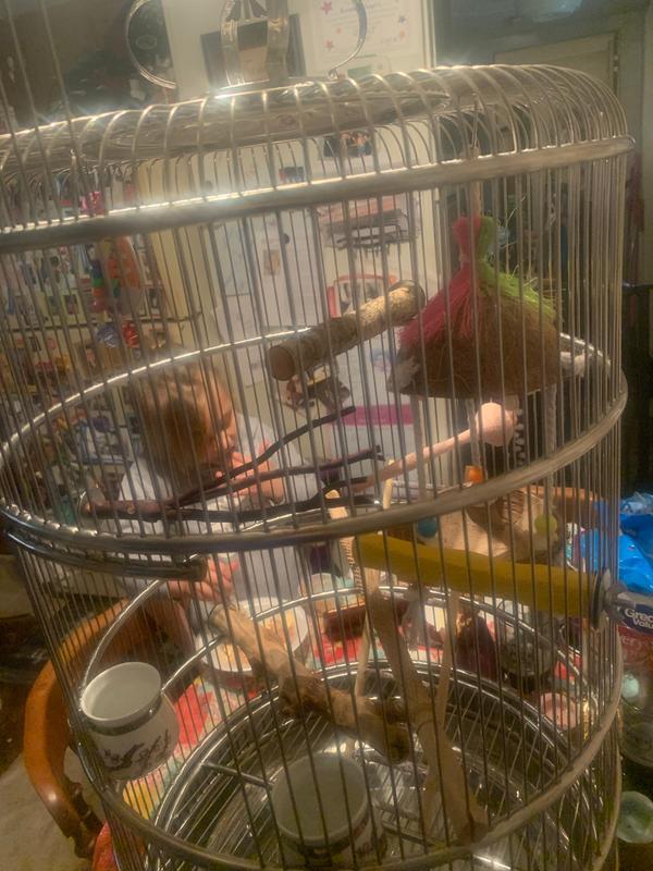 Good deal on my Sun Conure feeding toy