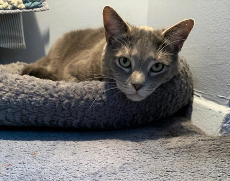 Ollie in his new Petco bed