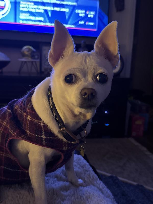Miss Ellie