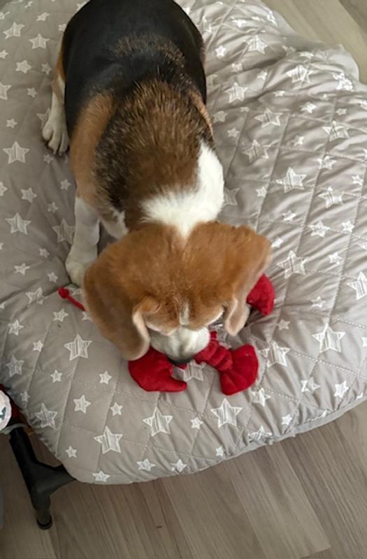 Meet the Tough Chewer