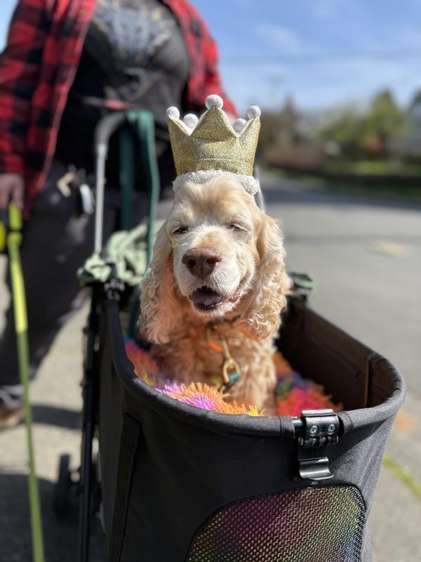 my elderly 30lb cocker