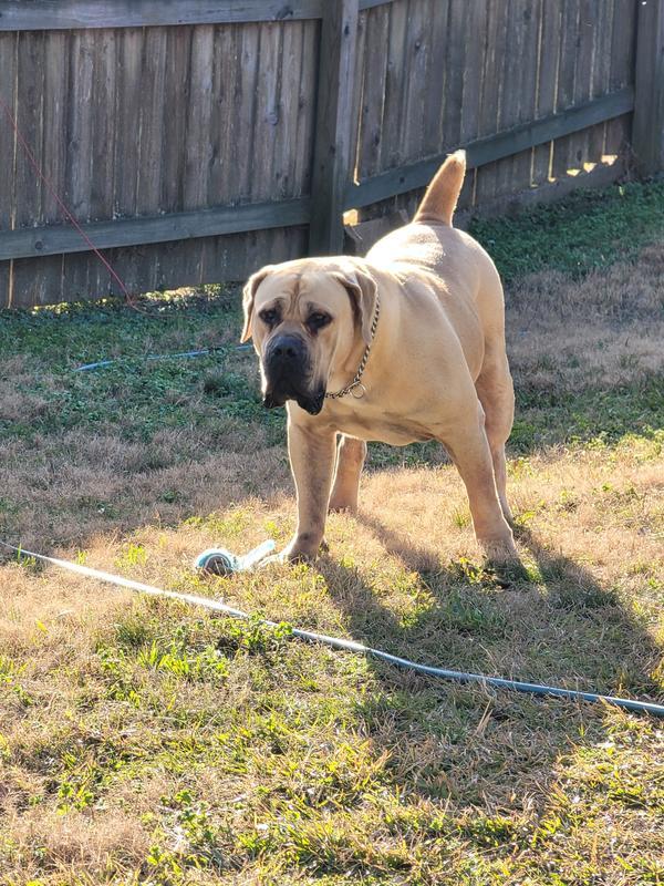 Hunter in the backyard