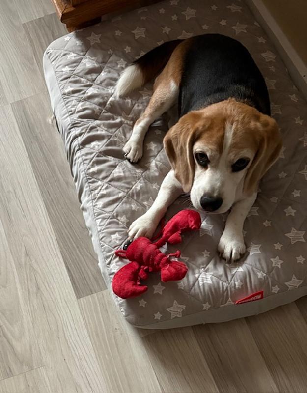 No, you can't have my lobster