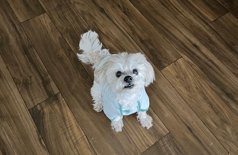 cute dog sitting in sweatshirt