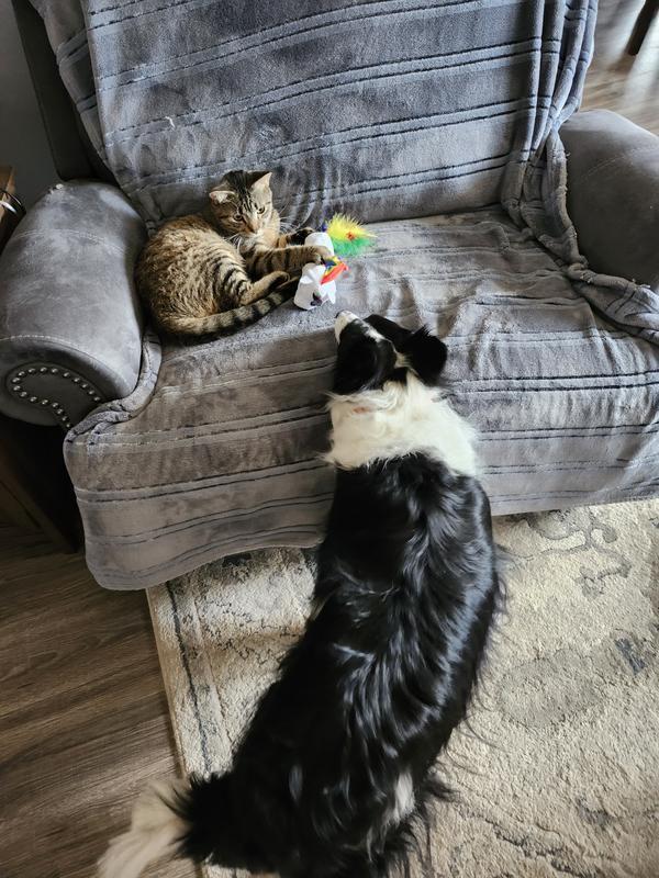 Animal fun