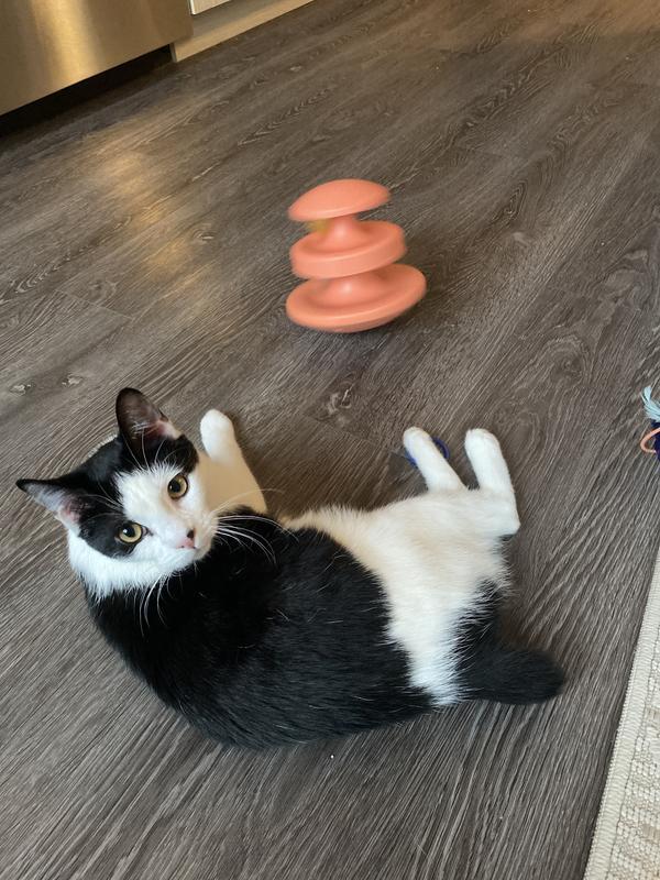 Goose and his new toy!