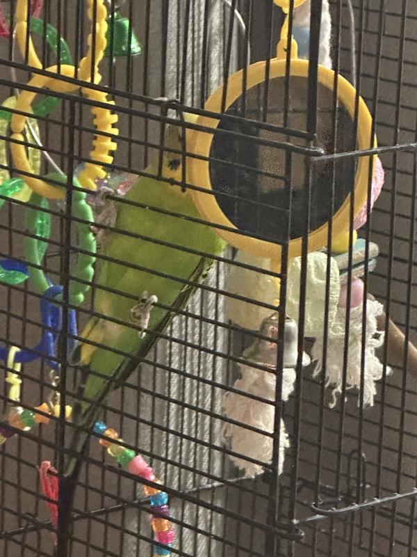Yoshi admiring his handsome self