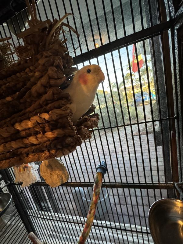 Comfortably fits an adult cockatiel