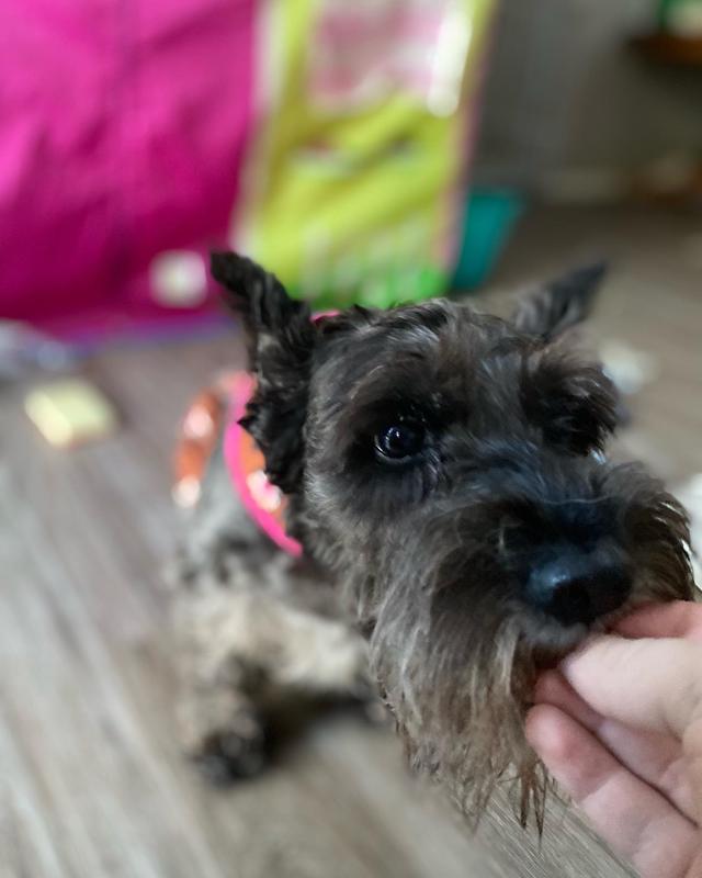 The last piece of cookie she ate before the following days heart break. Along with her new harness I bought so she could feel pretty.