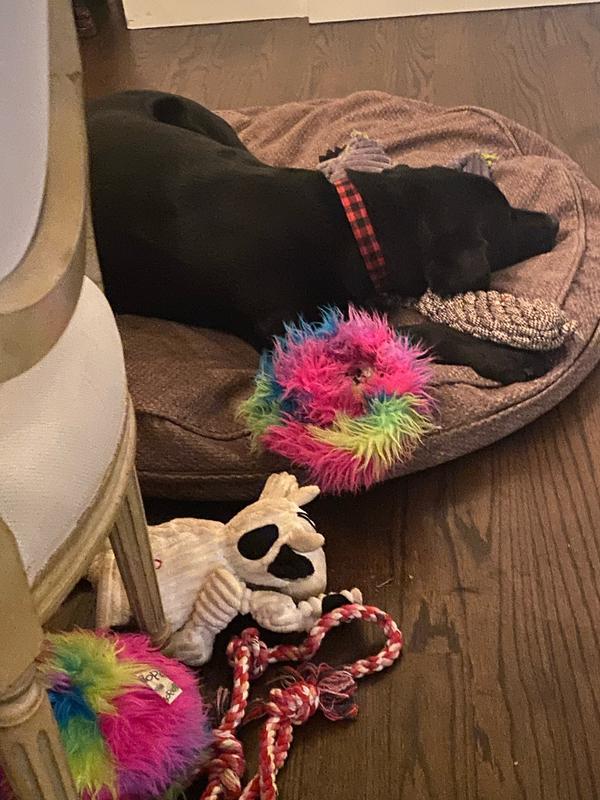If I can't chew on my brother's collar than I will destroy all my toys!