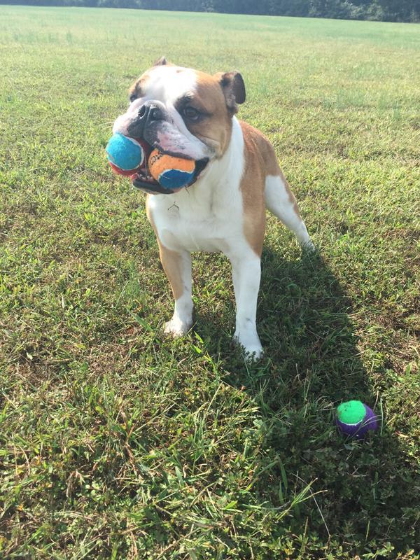 Bully playing Keep