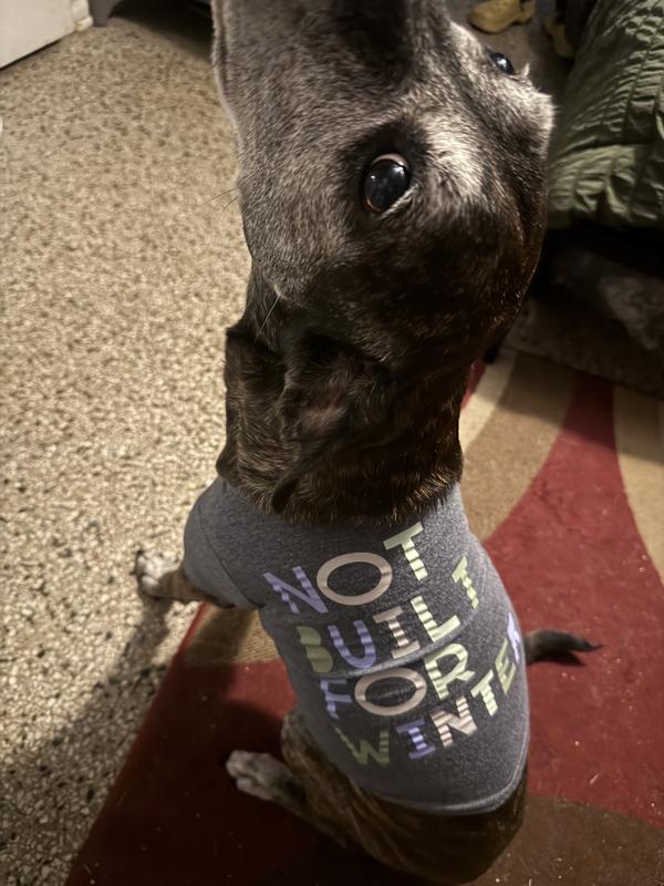 Dog in shirt