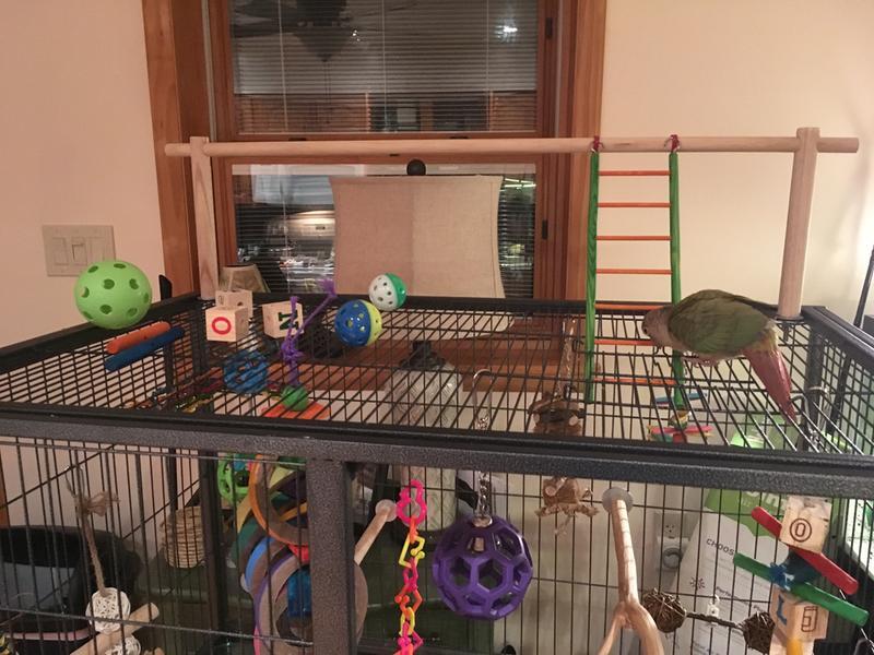 Mango closing the roof access door so she can play on her ladder.