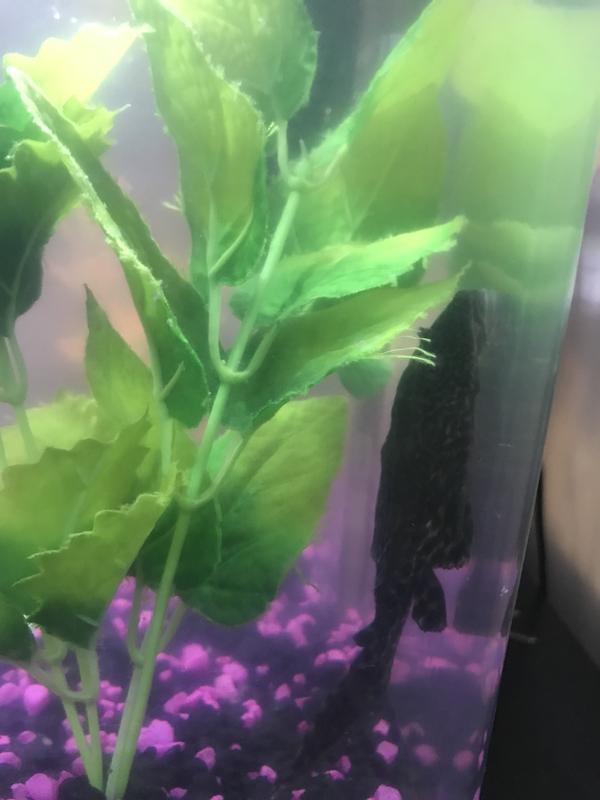 His name is Mack and he is my sucker fish.