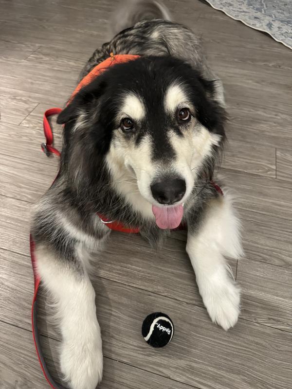 Iris with her new tennis ball