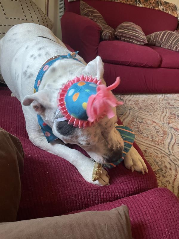 Oreo enjoying her birthday 🥳