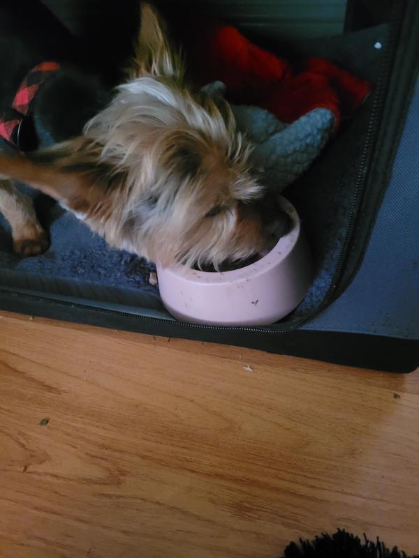 Eating his breakfast