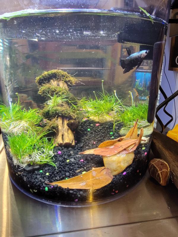 Bruce the Betta in his new tank with the black gravel with just enough color speckles.