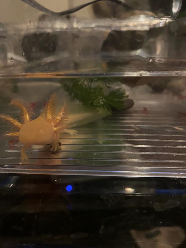 Bubbler blends right in