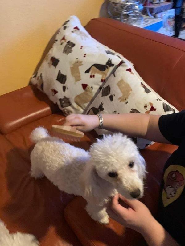 Coco was unsure initially of the comb but after a few brush strokes, she approved!