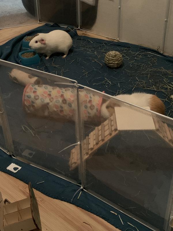 Nico licking the tube