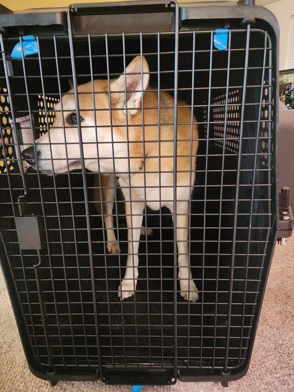 EveryYay Large (41- 65-lb) Hard Shell PVC Dog Crate (2.5-ft L x