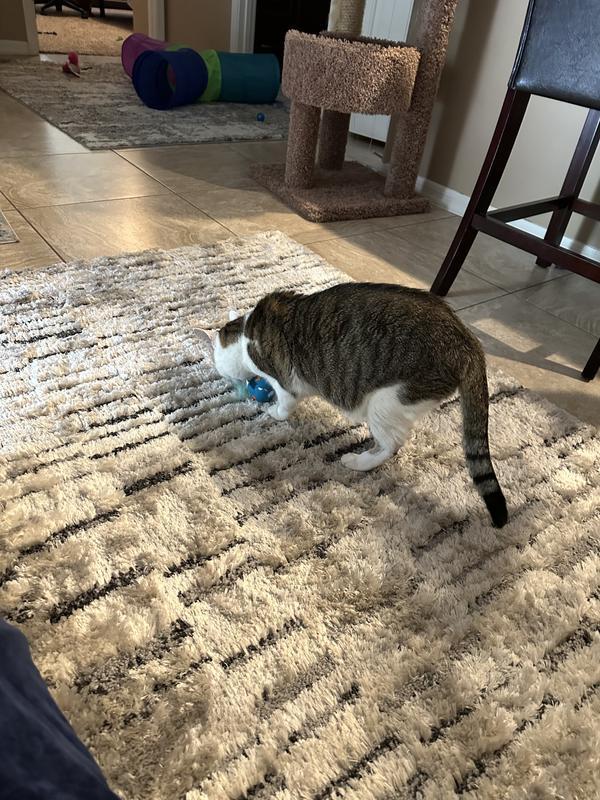 A new toy is exciting