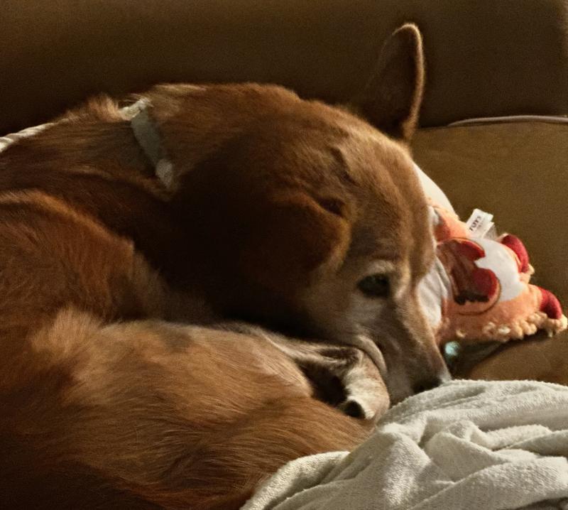 cuddled.