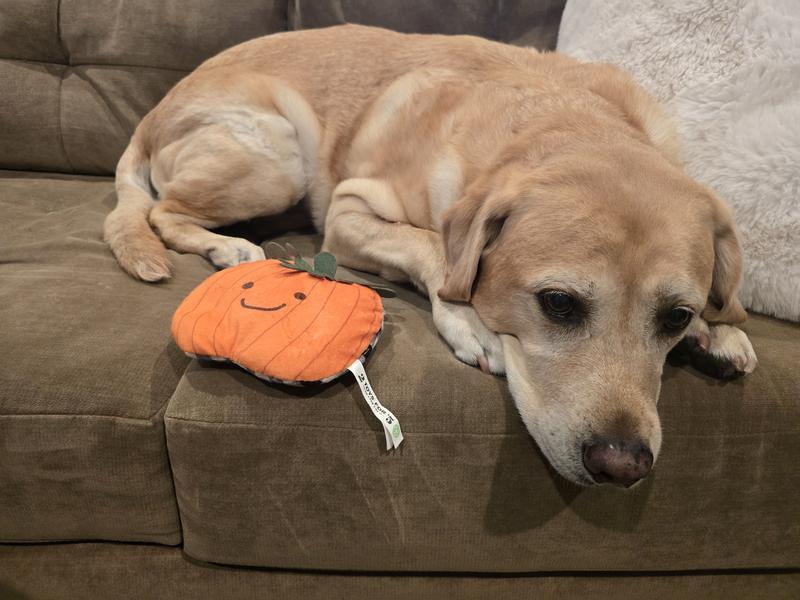 Dog unexpressed with the toy