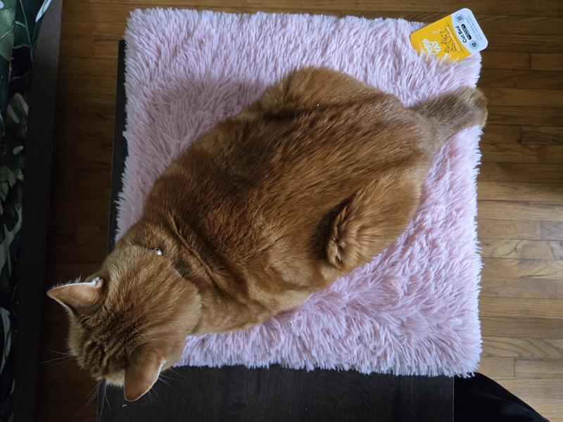 14.5 lb cat for scale